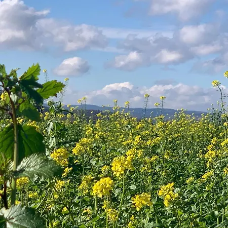 Ferienwohnung, 2 Zimmer, 4 Bis 6 Personen, 67 Qm, Mit Grossem Balkon, Entlang Am Fluss, An Der Aach, Am Bodensee, Nah Am Naturschutzgebiet Appartement *